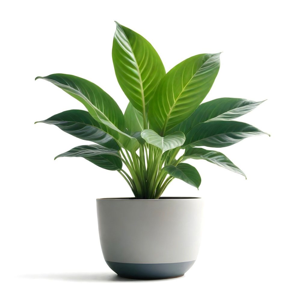 How Indoor Plants Improve Air Quality in Homes and Offices