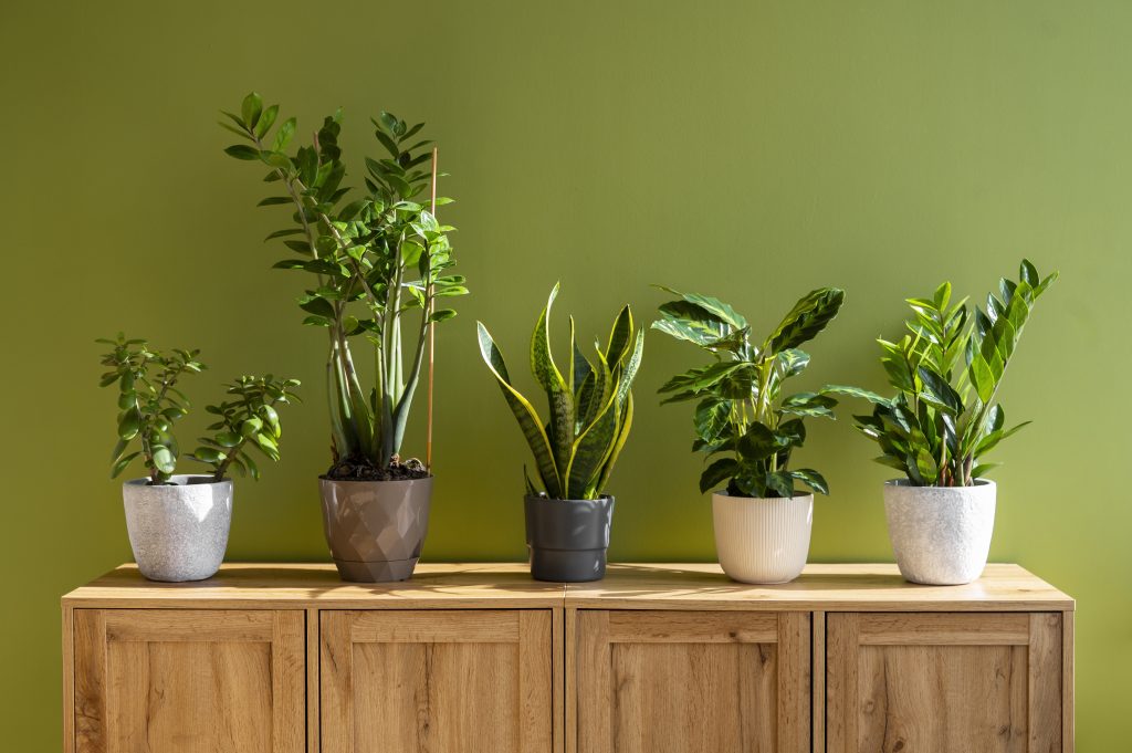 indoor-plants-studio