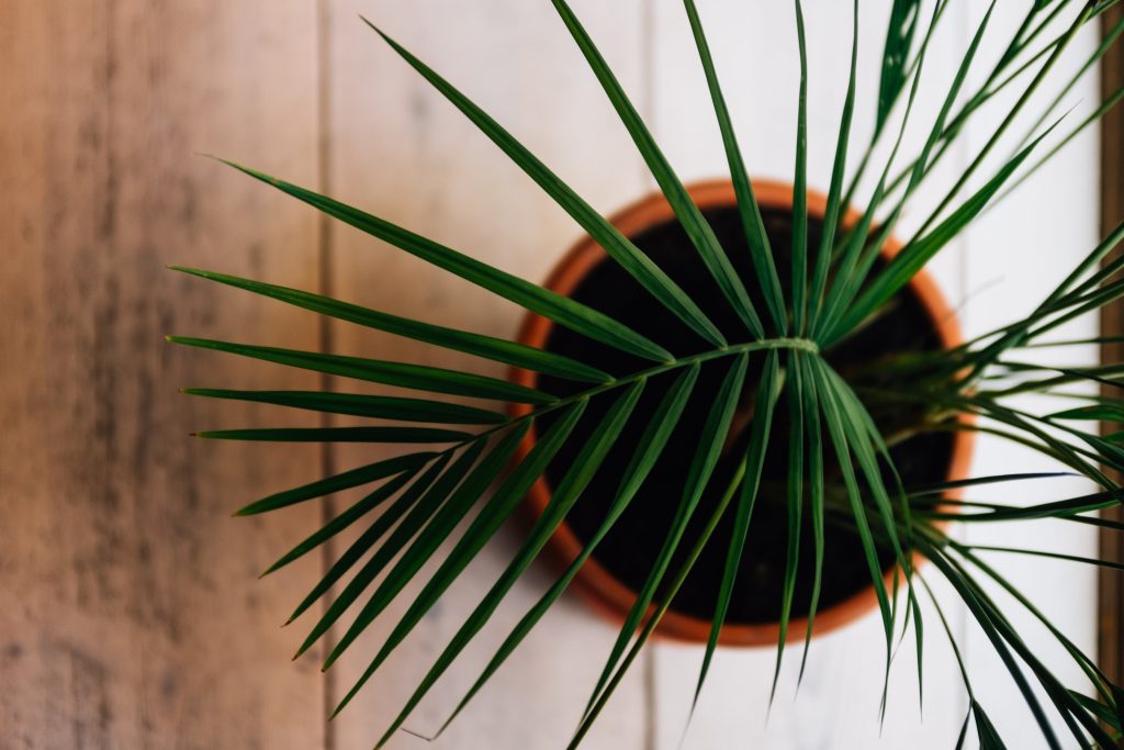 Best indoor plants for low light